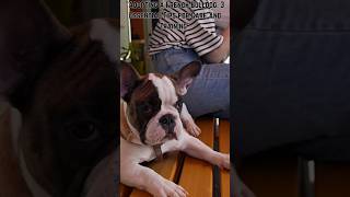 The Essential Guide to Adopting a French Bull Dog #shorts #yotubeshorts #petcaretips #rokafied