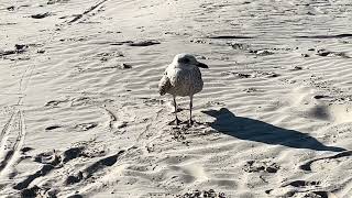 Lonely Seagull on the Beach