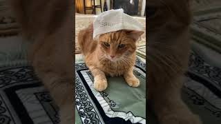 Brother simba pulled upto Taraweeh in his favourite chappal #cat #muslim