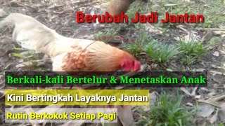 Dari Betina Berubah Jadi Ayam Jantan