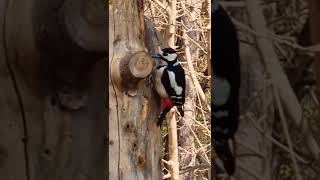 Picchio rosso maggiore #birds #shorts #italy