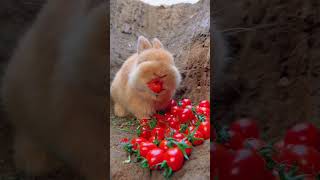 Kelinci makan tomat #kelinci #shortvideo #shorts #animals #rabbit