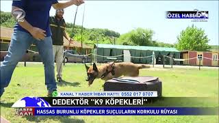 DEDEKTÖR K9 KÖPEKLERİ NASIL EĞİTİLİYOR ?