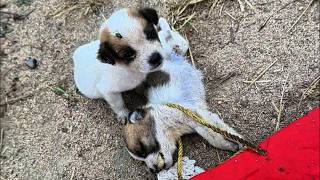 "Please save him," the puppy begged, his brother had fainted from hunger