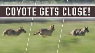 Summertime Coyote Hunting With Dogs