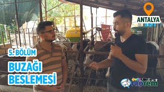 Buzağı Beslemesi - Yetiş Proyem 5.Bölüm