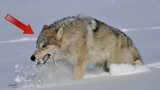 Дети были в смертельной ловушке, ВОЛЧАРА бежал со всей ДУРИ...