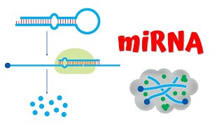 MicroRNA miRNA animation || Gene regulation || Nobel Prize 2024