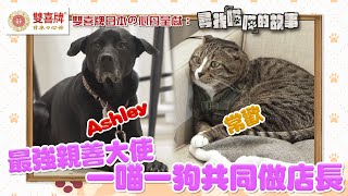 雙喜牌日本の心丹  呈獻：尋找喵喵的故事 ｜EP23 PT2｜ 最強親善大使 一喵一狗共同做店長 ｜ 常歡 ｜ Ashley ｜ HOYTV