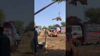 AMAZIng camels loading #camel #youtubeshorts #youtubevideos #animals #viralshorts #shorts