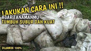 Manfaat Pemberian Pupuk Kandang/Organik Sebelum Menanam