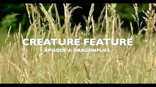 Marvellous Mangroves Creature Feature - Dragonflies