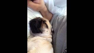 Wake up Benny. Benny the pug