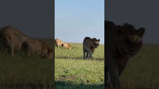 Jóvenes sub-adultos en movimiento (Rongai Rockers🧬🎸🖤). #lion #nature #shorts #short #viralvideo