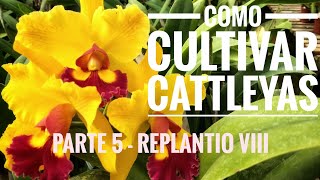 Cultivo de Cattleyas parte 5 - Replantio em cachepots