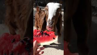 Keçi Asmr videosu 🐐 oğlak videosu|| Nazlı ve canı karpuzu