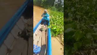 Cứ tưởng cá bự#shorts #fishing #fish #cauca #caucagiaitri