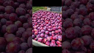 Pluots en recolección, Sudáfrica #agricol #fruit #nature #fruta #agriculture #pluots