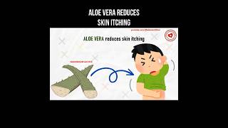 Aloe Vera reduces skin itching #aloevera #itching #aloe #itchingtreatment