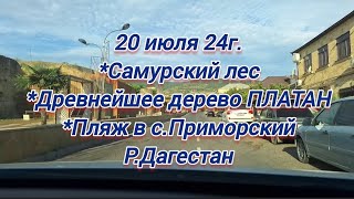 Куда поехать в Дагестане?Самурский лес/Древнейшей дерево Платан/с.Приморский/Реальный отзыв