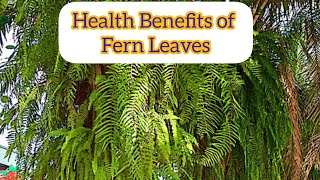 Health Benefits of  Fern Leaves