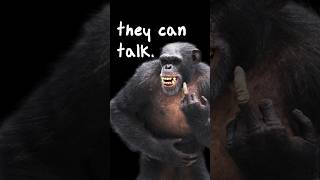 Chimpanzees Can Actually Speak