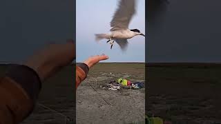 Chiră de baltă - Sterna hirundo - Common tern #wildbirds #wildlife #