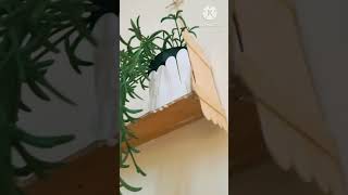 Hanging Shelf Decor, My Creativity 💡DIY #trending #share #like #subscribe #shortvideo #shorts #short