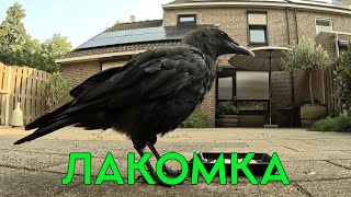 ЛАКОМКА REX 😊 #crow #ворона #животные #наблюдение