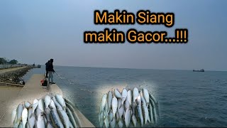 Makin siang makin gacor..‼️mancing di dam merah muara baru jakarta