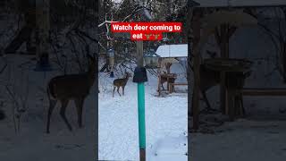 Watch deer coming to eat 🦌🙂 #shorts #deer #youtubeshorts