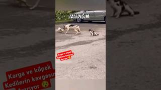 Kavga eden kedileri karga ve köpek ayırıyor ⁉️