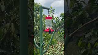 Crazy hummingbirds activity at high mountain of Costa Rica #birds #wildlife #hummingbird #birdwatch