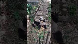 சோறுன்னு  வந்தா புள்ளையா குட்டியா.Panda @singaporezoo #shorts  #kaikai #Jiajia  #lele # #Riversafari