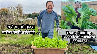 Transplanting giant broadleaf mustard greens | रायो साग | Growing rayo saag in UK | Autumn Gardening