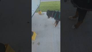 Cricket vs Bernese Mountain Dog 🤣😍 #shorts #dog #funny