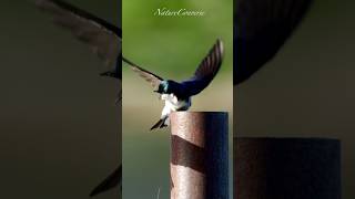 Swallows fighting #nature #shorts