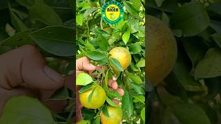 Jeruk Siem Semboro #jualbibitbuah #jeruk #bibitbuahjeruk #fruit #bibitjeruk #viral #fyp #fypシ゚viral