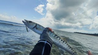 Fish On! Barracuda!