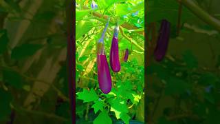 వంకాయలు| Brinjal🍆🍆 #backyard#vegitables #viralvideo#trending#shorts#viral#youtube#oxyzen#garden#reel