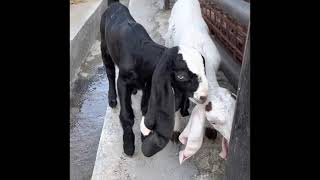 Hyderabadi goat kids at sanjari goat farm.