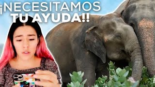 Los animalitos de la india nececitan tu ayuda 😓🐒🐘 | Los Polinesios