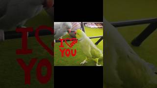 "The Loving Parrot"♥️♥️💚 #shorts #tiktok #birds #parrot #funnyanimals