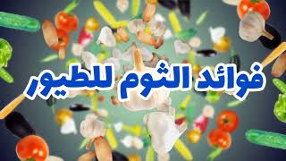 فوائد الثوم للطيور