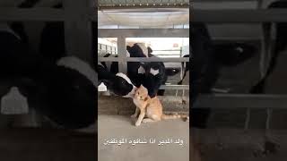 كيف يتعامل الموظفين مع ولد المدير؟ 😜