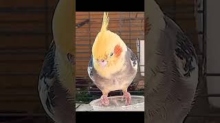 #funnyparrot #cutebirds #cockatiel #fannycockatielshorts #cockatiellover #malecockatielbehavior