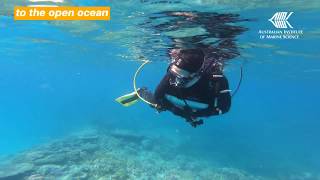 Helping the Great Barrier Reef: first field trials of reef restoration technique