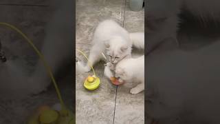 My Cat LOVES This New Toy! #foryou #pet #shorts #catvideos #catshorts #animal #cat #cutecat #kitten