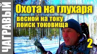 Охота на глухаря весной на току 2 | Шульта | Где глухарь?