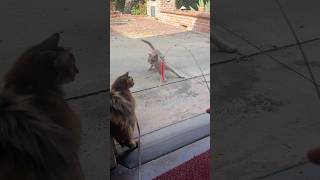 Feral Cat Vs. Interactive Cat Toy (Full Video) #cats